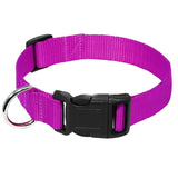 Nylon Webbing Dog Collar