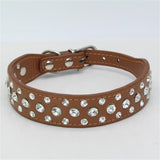 Dogs Collars