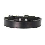 Leather Dog Collar