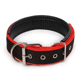 Nylon Dog Collar