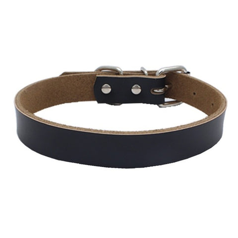 Dog Collar